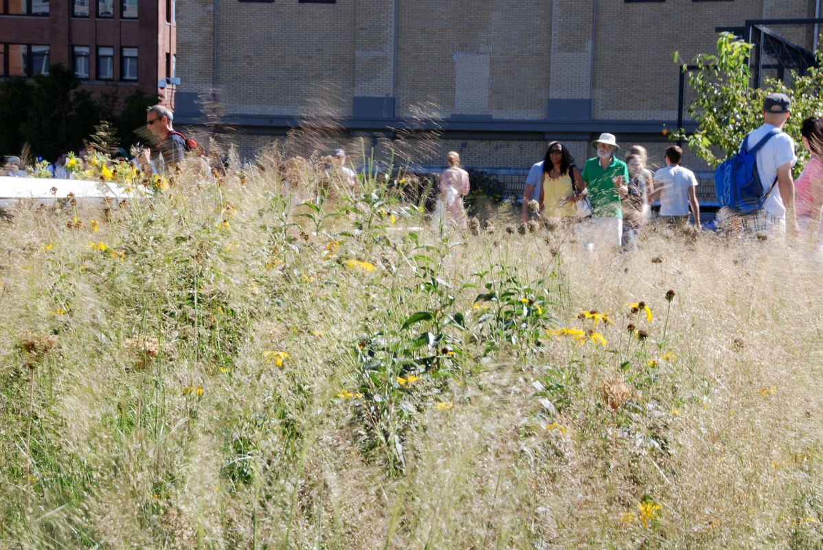 23 Flowers And Plants On New York High Line Near W 18 St 